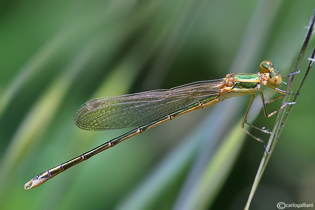 Chalcolestes parvidens ?  No, Lestes barbarus