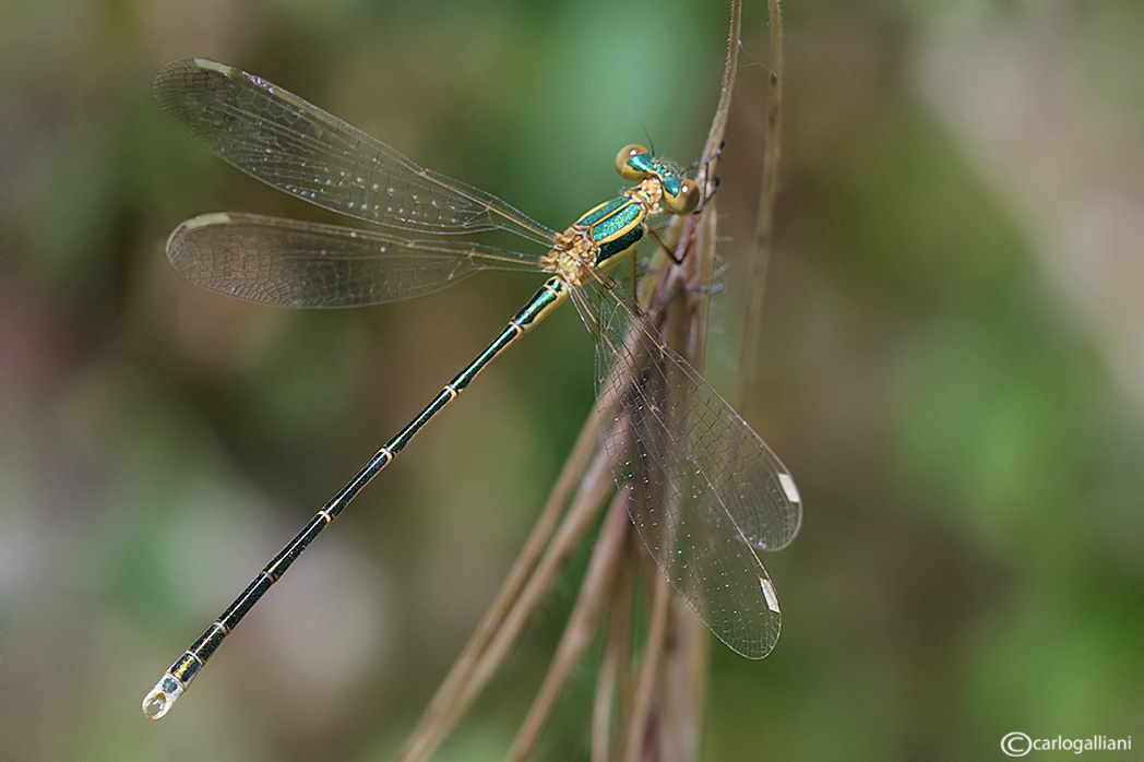 Chalcolestes parvidens ?  No, Lestes barbarus