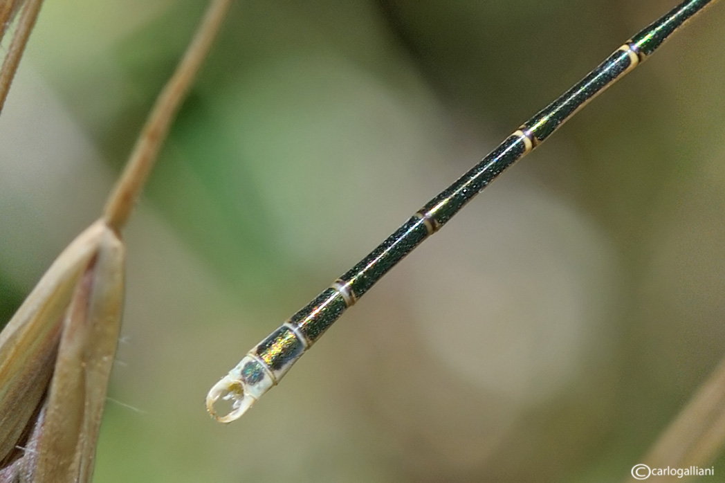 Chalcolestes parvidens ?  No, Lestes barbarus