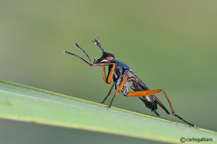 Sepedon sphegea (Sciomyzidae)