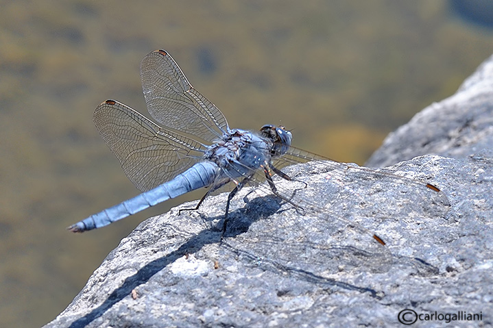 Piccolo dubbio su Orthetrum brunneum dalla Sicilia