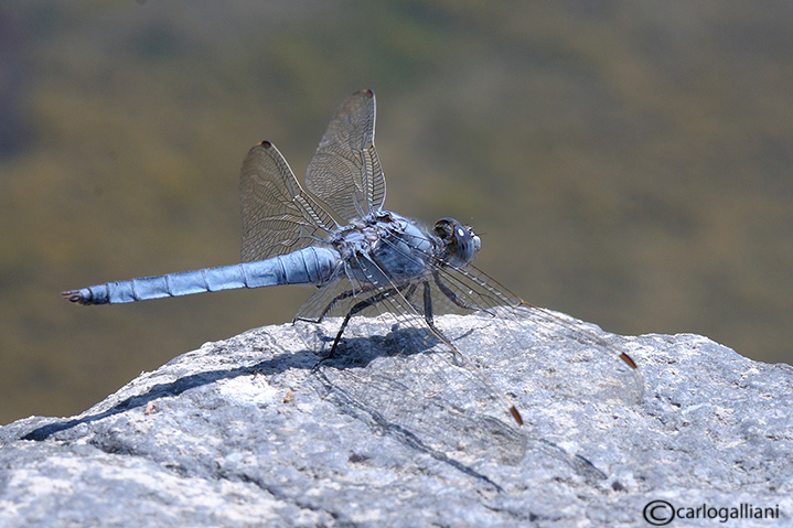 Piccolo dubbio su Orthetrum brunneum dalla Sicilia