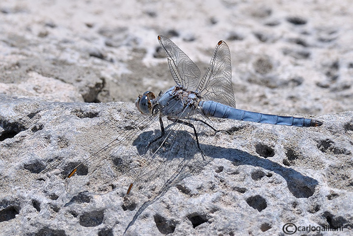 Piccolo dubbio su Orthetrum brunneum dalla Sicilia