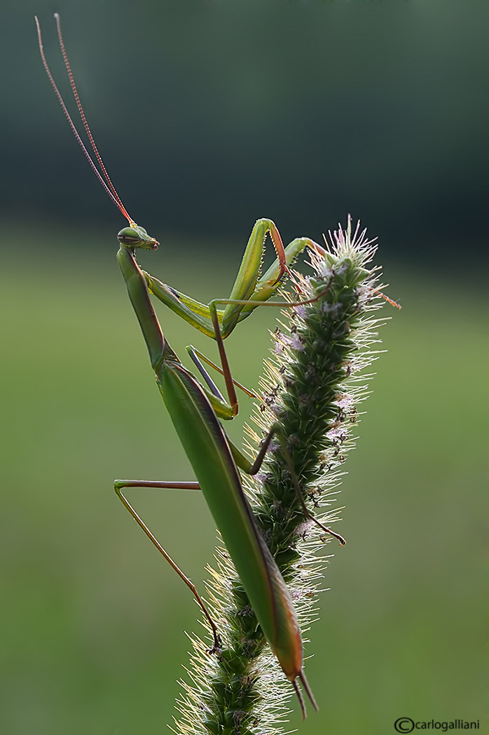 La mantide