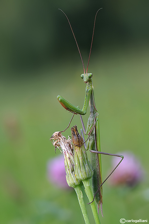 La mantide