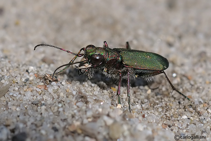 Cicindella cfr campestris con punti bianchi mancanti