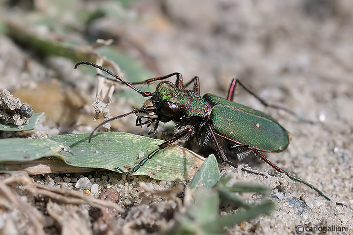 Cicindella cfr campestris con punti bianchi mancanti