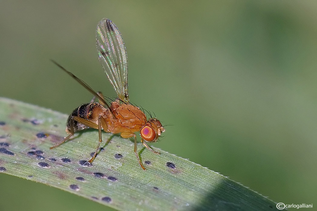 Geomyza sp. (Opomyzidae)