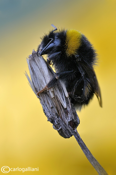 Bombus di Natale