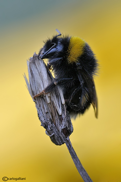 Bombus di Natale