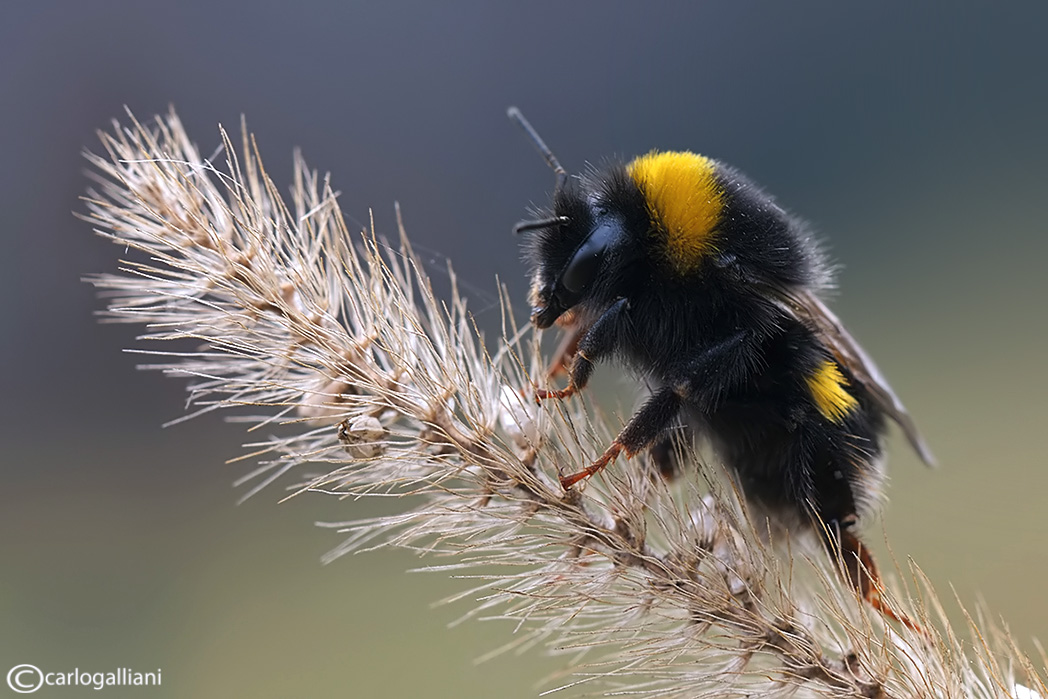 Bombus di Natale