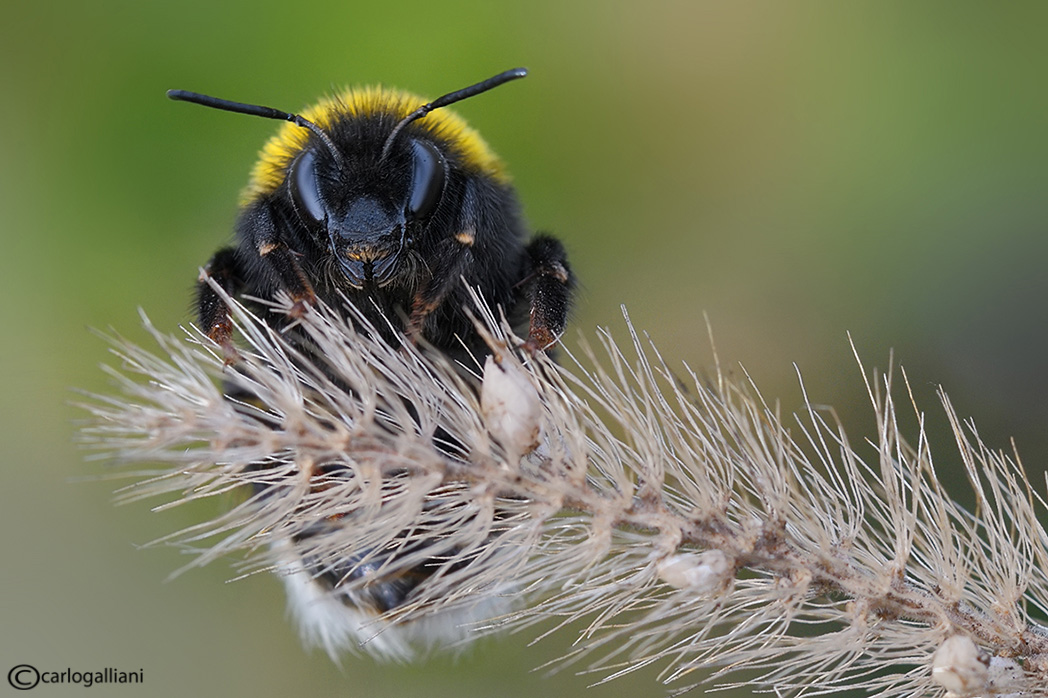 Bombus di Natale