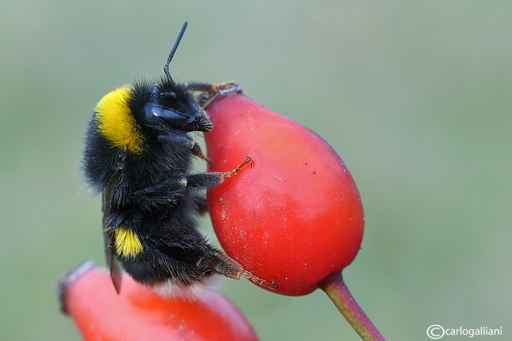 Bombus di Natale