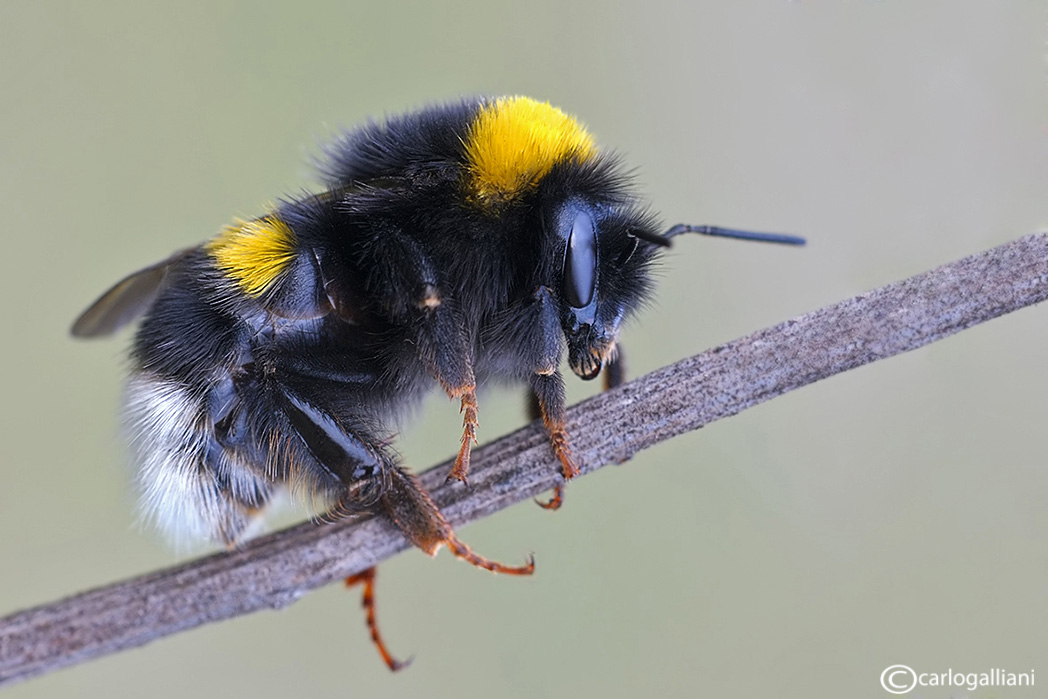 Bombus di Natale