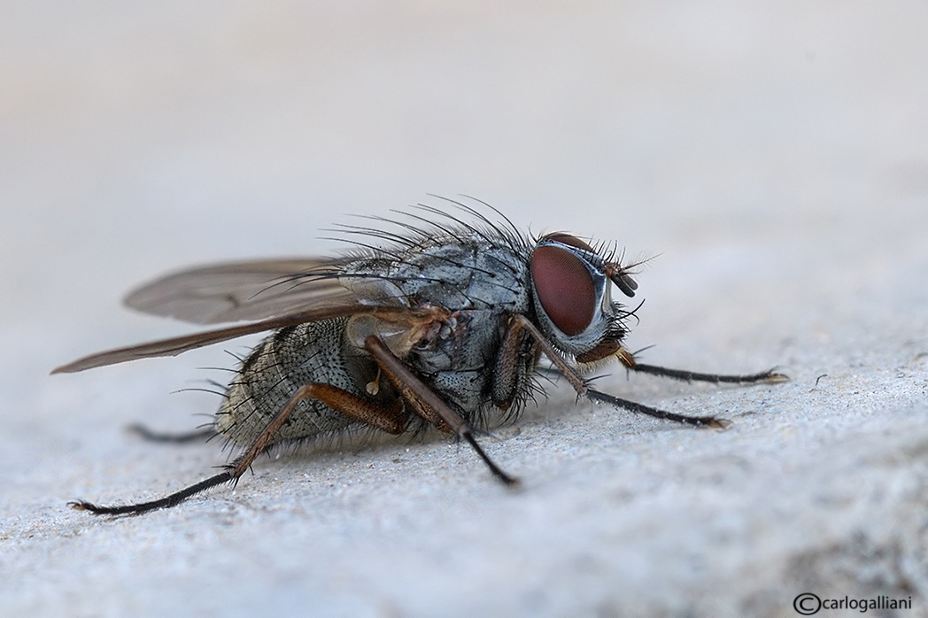 Helina sp. - Muscidae