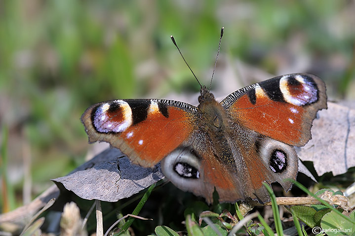 Primi insetti 2011