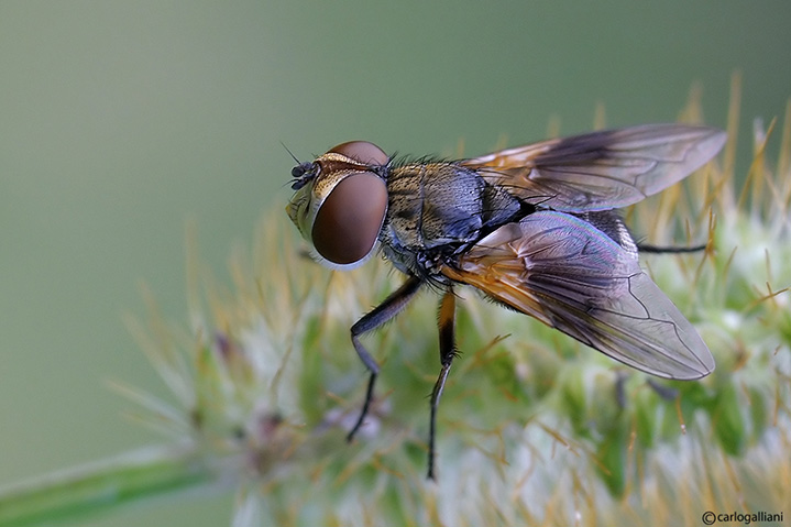 Ectophasia sp. (Tachinidae)