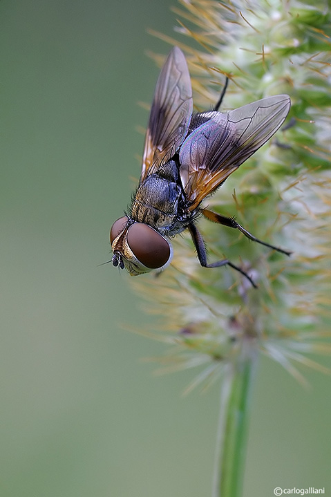 Ectophasia sp. (Tachinidae)