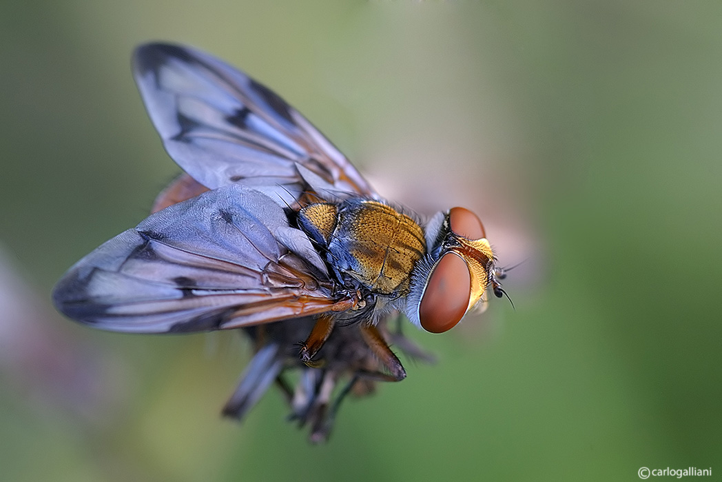 Ectophasia sp. (Tachinidae)