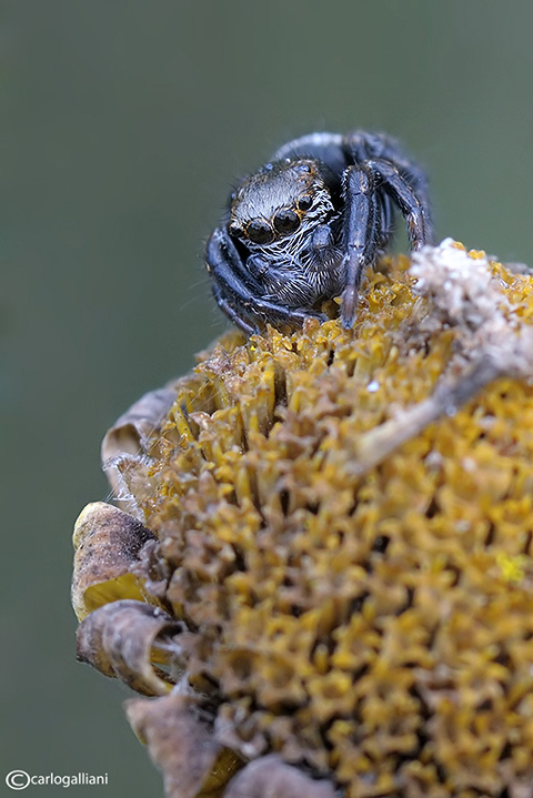 Evarcha arcuata