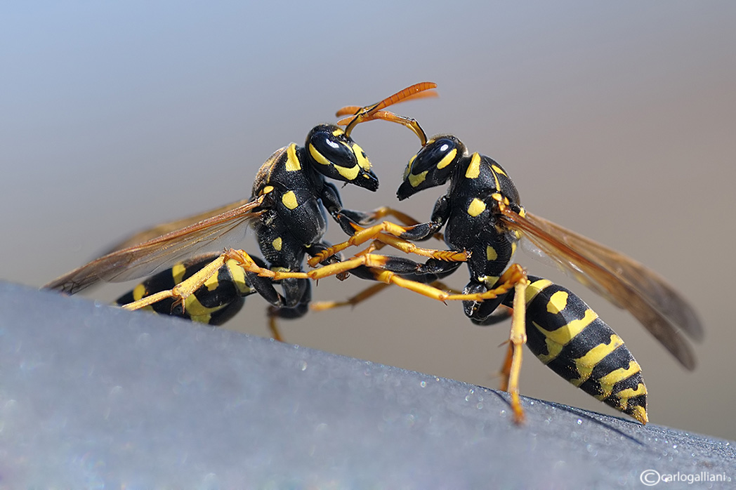 La battaglia delle vespe (polistes dominilus)