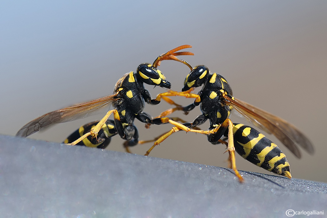 La battaglia delle vespe (polistes dominilus)