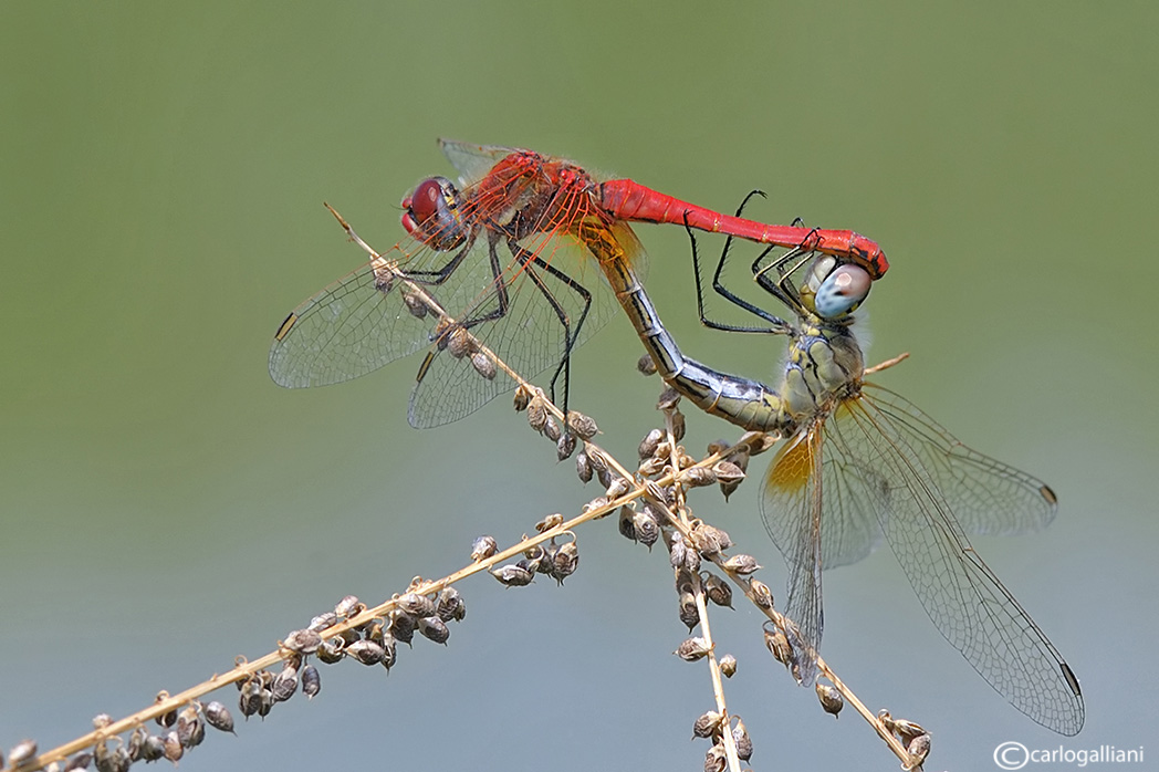 Sympetrum fonscolombei