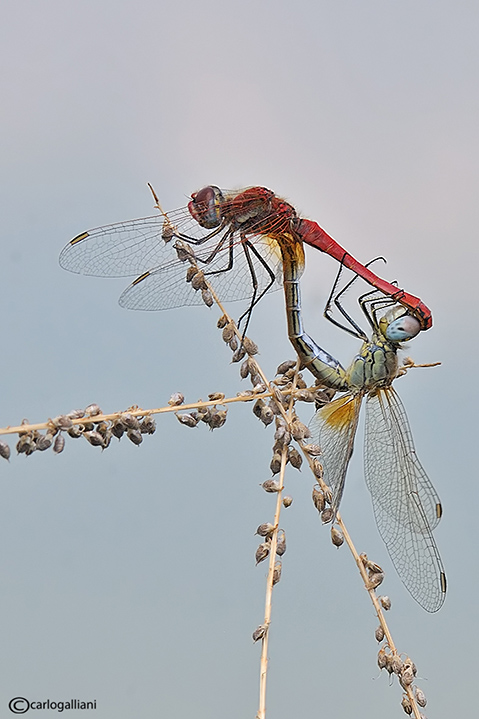 Sympetrum fonscolombei