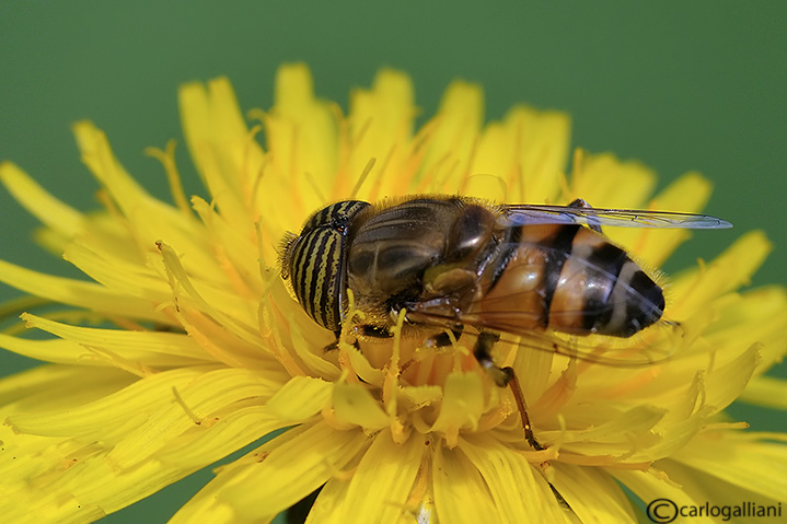 Eristalinus taeniops  ??