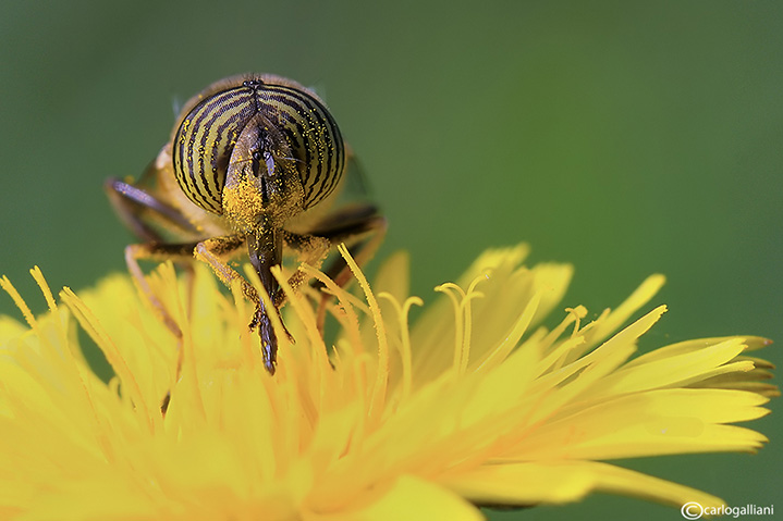 Eristalinus taeniops  ??