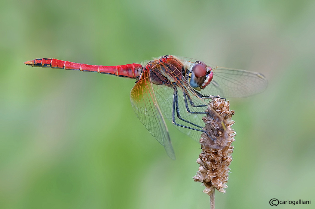 Sympetrum fonscolombei