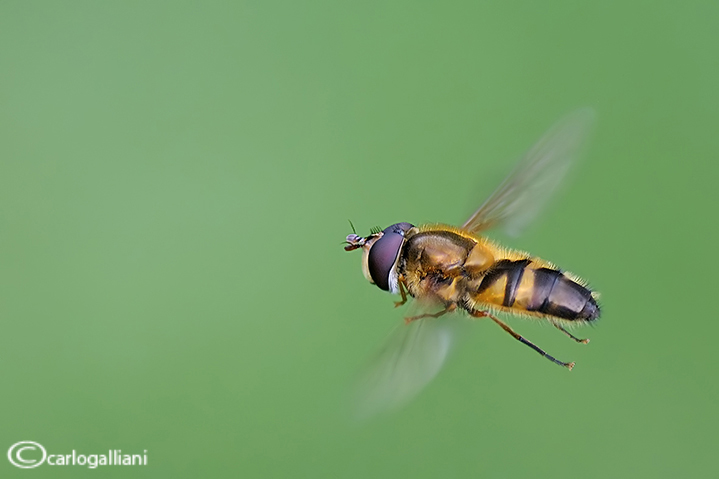 Syrphidae in volo