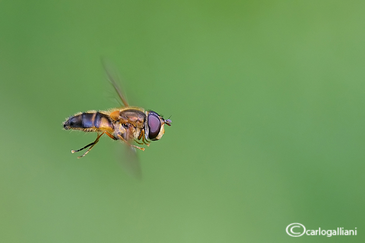 Syrphidae in volo