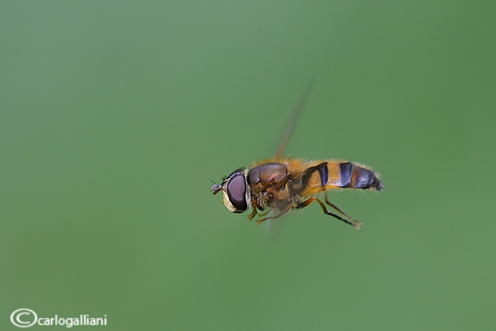 Syrphidae in volo