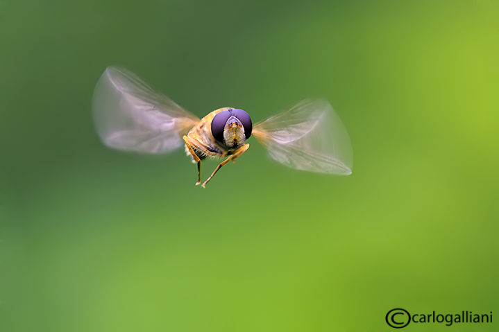 Syrphidae in volo