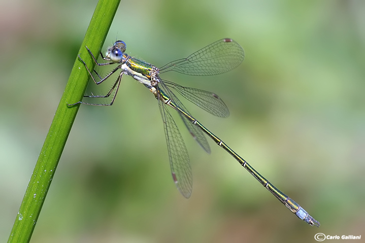 Lestes virens