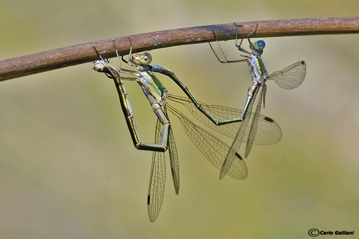 Lestes virens