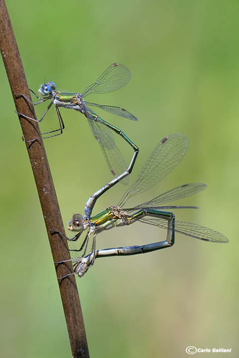 Lestes virens