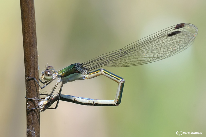 Lestes virens