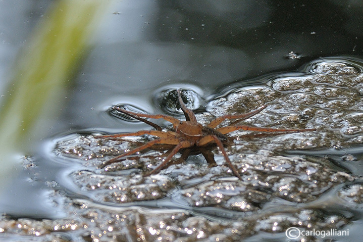 Dolomedes sp.