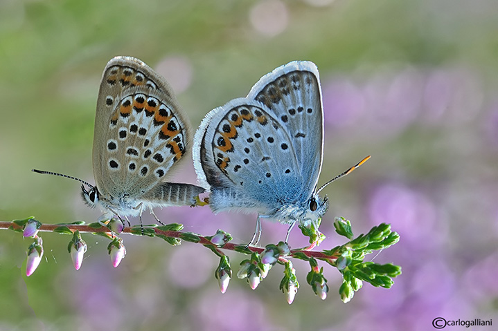 Identificazione licenide