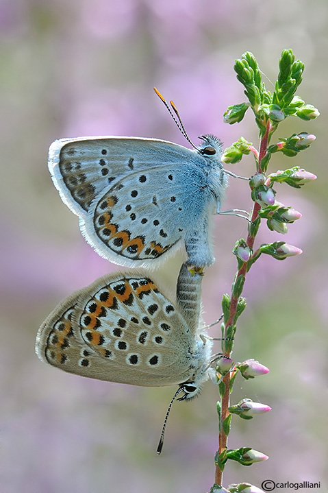 Identificazione licenide