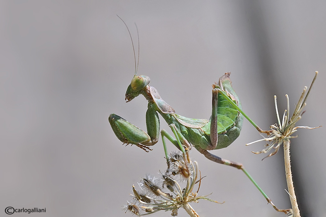 Ameles spallanzania