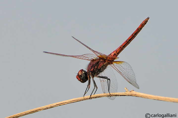 Trithemis annulata