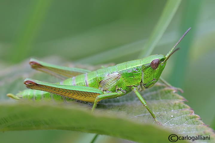 euthystira brachyptera ??