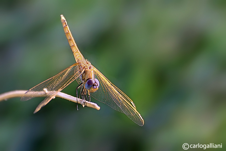 Trithemis annulata