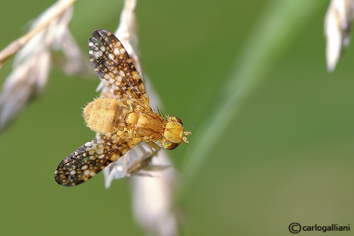 identificazione tephrididae ?