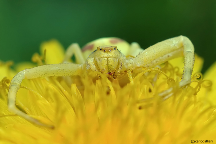 Misumena vatia