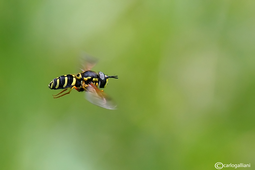 Chrysotoxum festivum ? in volo