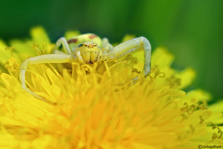 Misumena vatia